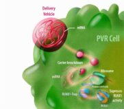 Netzhauterkrankungen: Vielversprechende Ergebnisse mRNA-basierter Therapeutika