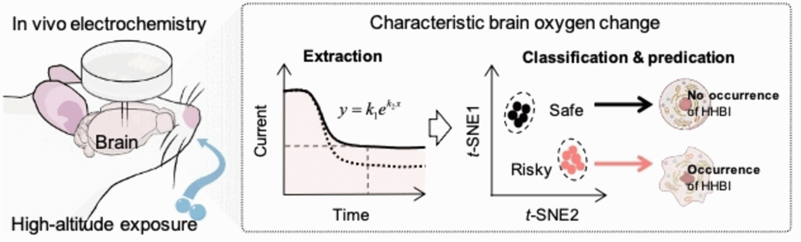 Sauerstoff-Umverteilung im Gehirn (Quelle: © Wiley-VCH)