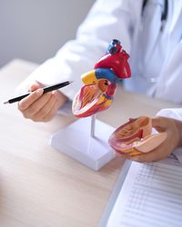 Asian,Cardiologist,Doctor,Women,Pointing,On,Anatomical,Of,Human,Heart