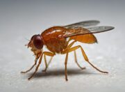 Faktor Crol: Hormonwirkung bei Darmkrebs mittels Taufliegen entschlüsselt