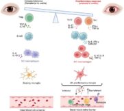 Immunbedingte Erkrankungen des Auges: Von molekularen Mechanismen zu neuen Therapien?