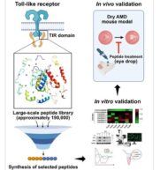 Trockene AMD: Neue Therapieoption in Form von Augentropfen entwickelt