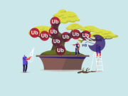 Progressive familiäre intrahepatische Cholestase: Neue Enzyme für die Proteinmodifikation entdeckt