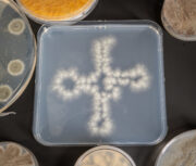 Wie Pilze ihre Abwehr stärken – und wie wir sie durchbrechen könnten