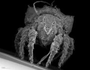 Geht auch: Seit zwanzig Millionen Jahren ohne Sex - Wie Milben überleben