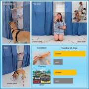 Ziemlich klug: Hunde lesen das Verhalten von Menschen, ohne sie zu sehen