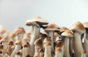 Neue Einblicke in den zellulären Wirkmechanismus von Psilocybin