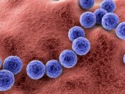 Streptococcus pyogenes: Neue Strategie bei Gewebeschäden