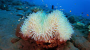 Nierenerkrankungen: Verantwortliches Gen mit Berührungsempfindlichkeit bei Seeanemonen verknüpft