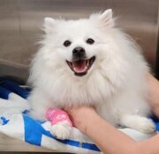 Mögliche Behandlung für chronische Nierenerkrankung bei Hunden entdeckt