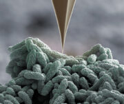 Bakterien wehren sich mit Nano-Harpunen gegen Angriffe