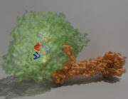 Molekulare 3D-Struktur viraler „Kopiermaschine“ entschlüsselt