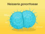 Gonorrhö: Partieller Schutz durch Meningokokken-B-Impfstoff