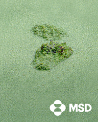 DE-NON-06713_Advertorial-Banner_Krokodil_200x250px