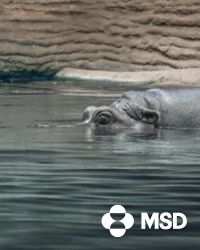 DE-NON-06713_Advertorial-Banner_Nilpferd_200x250px