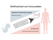 Dem Immunsystem von Neugeborenen auf der Spur