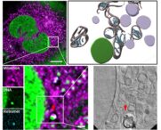 Mitochondriale Gesundheit: Wie Zellen ihre Kraftwerke reparieren