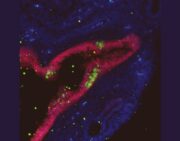 Nachweis von neuralen Stammzellen außerhalb des Gehirns: Ein Durchbruch für die regenerative Medizin