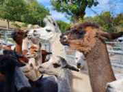 Lama- und Alpaka-Kompetenz an der Justus-Liebig-Universität Gießen