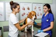 Veterinärmediziner zwischen Berufs- und Privatleben: Grenzen setzen fällt schwer
