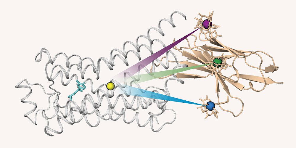 GPS für Proteine: Beobachtung von Zellrezeptoren in Aktion
