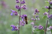 Weltbienentag: 40 Wildbienenarten in Deutschland bereits ausgestorben