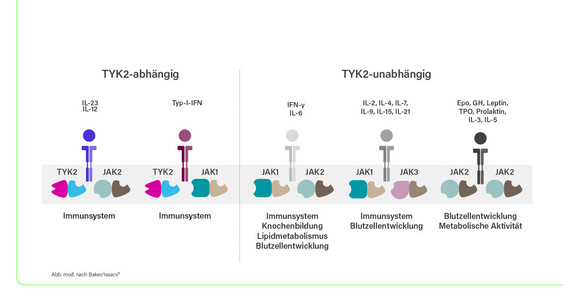 TYK-abhängige und -unabhängige Signalwege