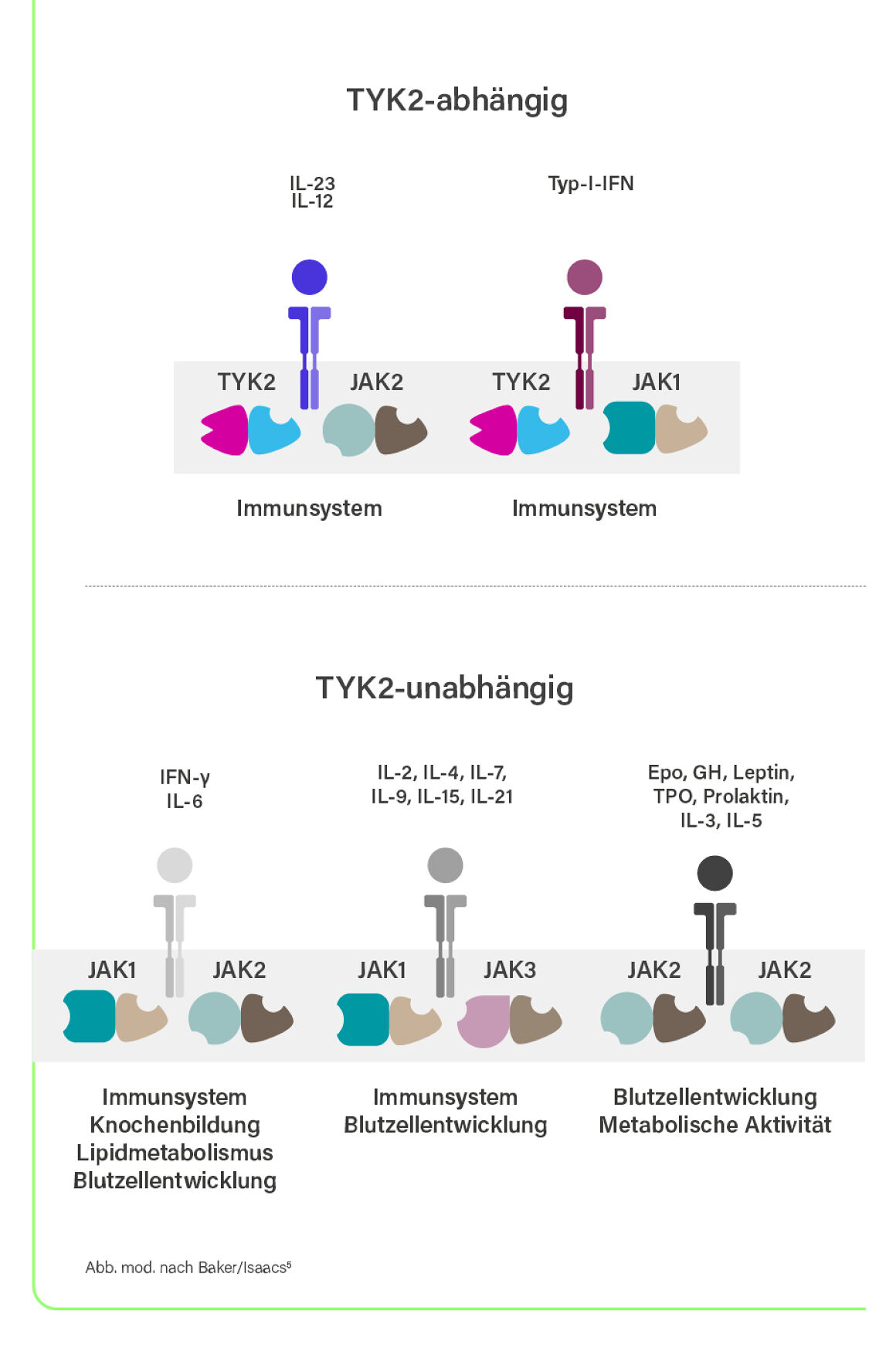 TYK-abhängige und -unabhängige Signalwege