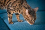 Wenig überraschend: Katzen erkennen den Geruch ihres Besitzers