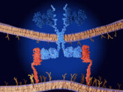 CAR-T-Zelltherapie bei soliden Tumoren in RCT der Phase II vielversprechend
