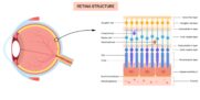 Frühe AMD: Neuer Ansatz für potenzielle Therapie entdeckt