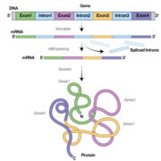 Übereinstimmende biologische Mechanismen bei psychiatrischen Erkrankungen entdeckt