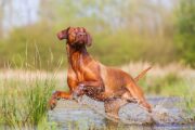 Leptospirose beim Hund: Die Krankheit, die in den Pfützen lauert