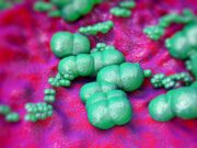 Wie Immunantworten auf Hautmikrobiota neue Impfansätze ermöglichen könnten