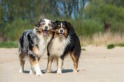 Gendefekt macht Hunde empfindlicher gegenüber einigen Tierarzneimitteln