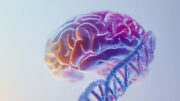 Kontrollprotein DNMT1 steuert die Verteilung und Reifung von Neuronen