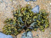 Bewertung von Fucoxanthin als Wirkstoff in kosmetischen Anwendungen