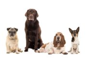 Sind Hunde fähig, sich ein Urteil über Menschen zu bilden? Scheinbar nicht.