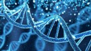 Krebs und Autoimmunkrankheiten: Für die Vitamin-D-Absorption wichtiges Gen könnte die Behandlung verbessern