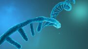 Nierenzellen: Spezifische RNA hält die Regulierung des Autophagieflusses aufrecht