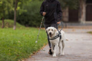 Blindenführhunde: Bewährte Regelung für Nebenkosten soll gekippt werden