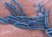 Probiotika können die Darmregeneration nach einer Antibiotikatherapie fördern, aber auch behindern