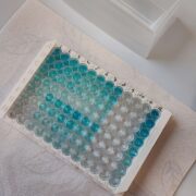 Faktor-H-Proteine: Neue Werkzeuge für die Immunforschung