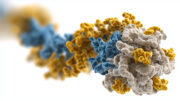 Typ-1-Diabetes: Liegt der Schlüssel zur Heilung im Gehirn?