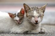 Geliebt aber vernachlässigt: Eine realistische Sicht auf das Lieblingshaustier Katze