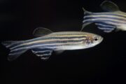 Regeneration von Haarzellen: Neue Genfunktionen bei Zebrafischen entdeckt
