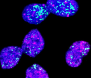 Neuroblastom: Schlafende Krebszellen im Visier