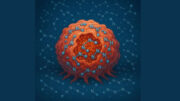 Immunabwehr bei Krebs: Polyamine schwächen das körpereigene Abwehrsystem