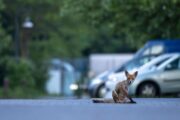 Gehäuft Floh-Fälle in Berlin: Welche Rolle Füchse bei der Verbreitung spielen und wie sie zur Eindämmung beitragen