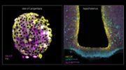 Mit leuchtenden Markern auf den Spuren von Diabetes-Medikamenten